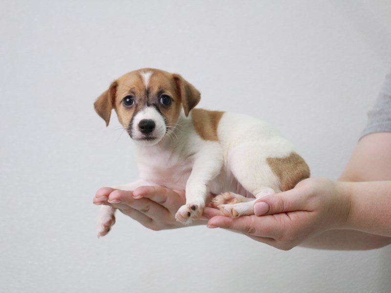 Jack Russell Terrier-Female-White / Red-3757806-My Next Puppy