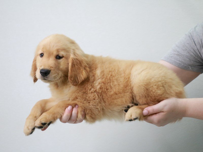 Golden Retriever-DOG-Female-Golden-3757808-My Next Puppy