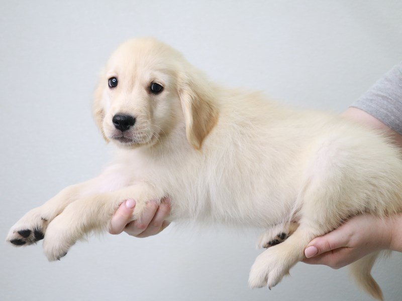Golden Retriever-DOG-Male-Golden-3757795-My Next Puppy