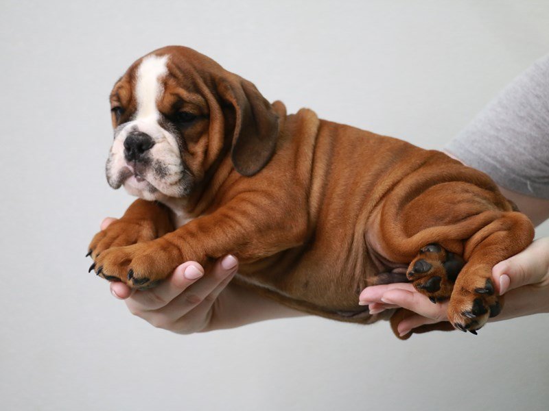 Bulldog-DOG-Male-Red-3757801-My Next Puppy