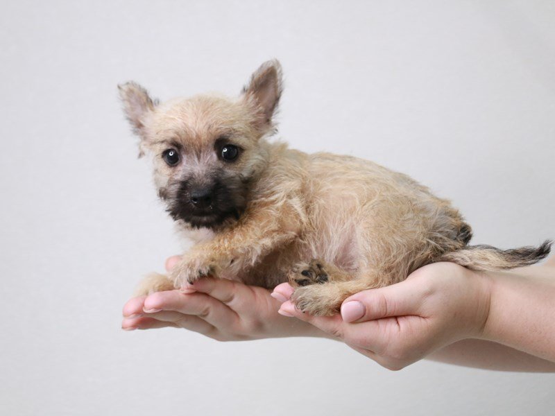 Cairn Terrier-Female-Wheaten-3757807-My Next Puppy