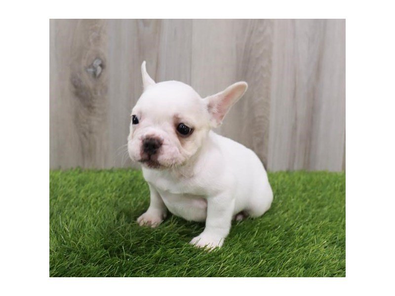 French Bulldog-Female-White-3767130-My Next Puppy