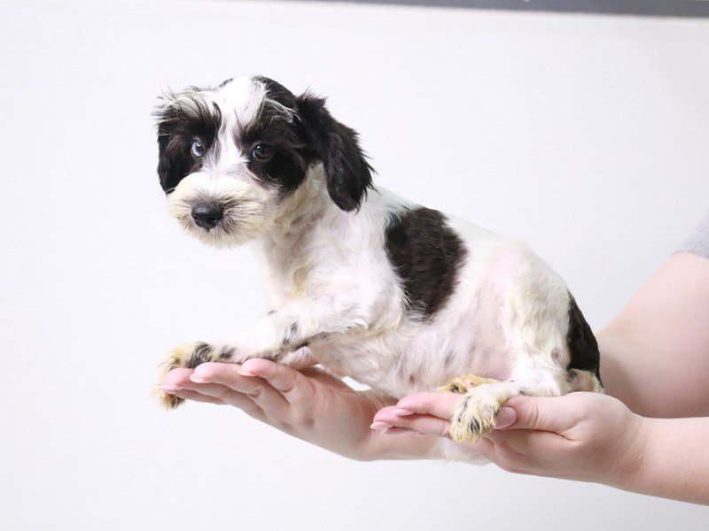 Miniature Schnauzer-Male-Black-3757819-My Next Puppy