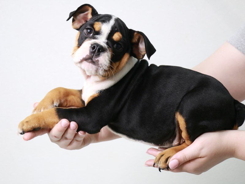 English Bulldog-Female-Black White / Tan-3767126-My Next Puppy