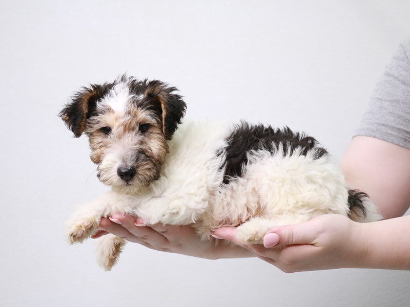 Wire Fox Terrier-DOG-Male-Black White / Tan-3767127-My Next Puppy