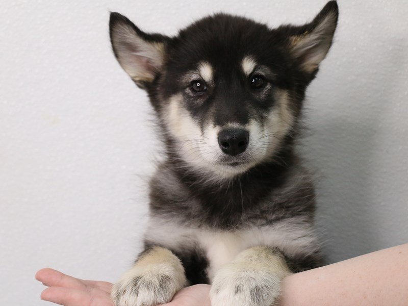 Alaskan Malamute-Female-Black / White-3548325-My Next Puppy