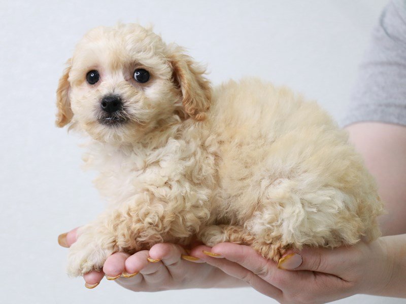 Maltipoo-DOG-Male-Cream-3650527-My Next Puppy