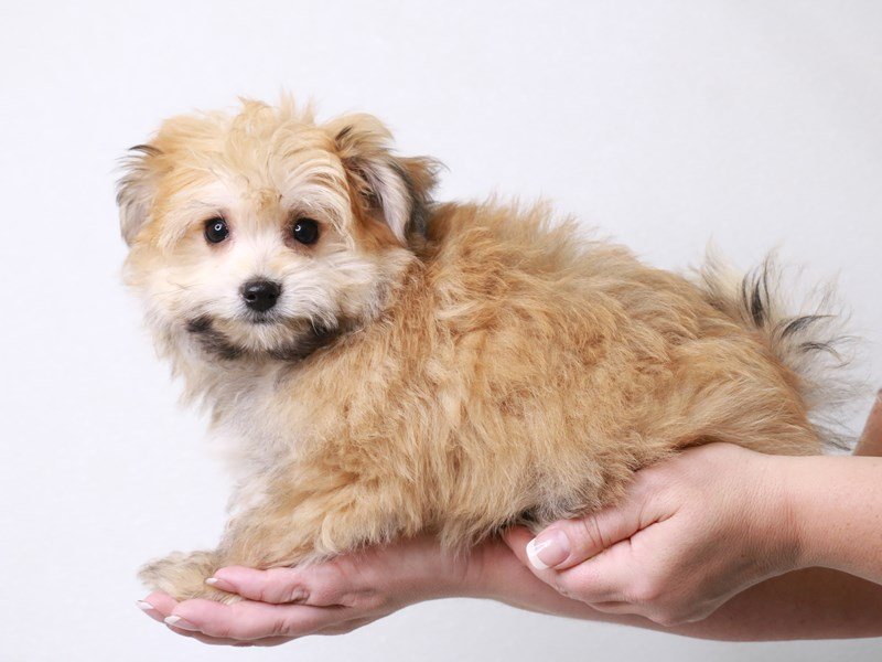 Pomachon-Male-Orange Sable-3709392-My Next Puppy