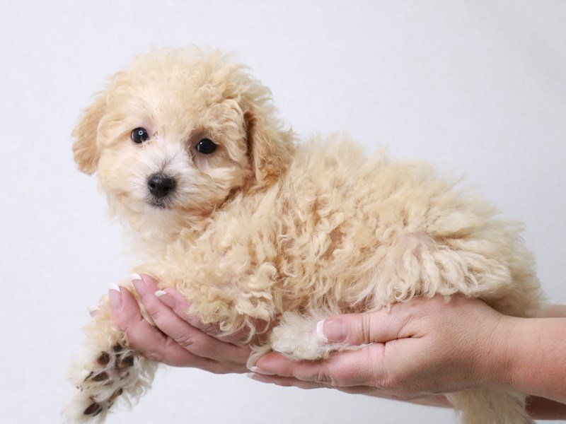Maltipoo-Female-Cream-3697951-My Next Puppy