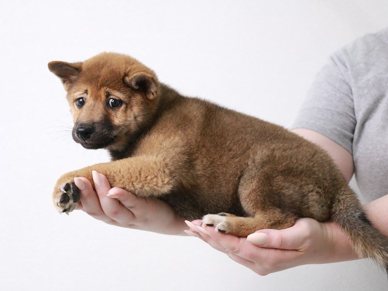 Shiba Inu-Male-Red-3723699-My Next Puppy