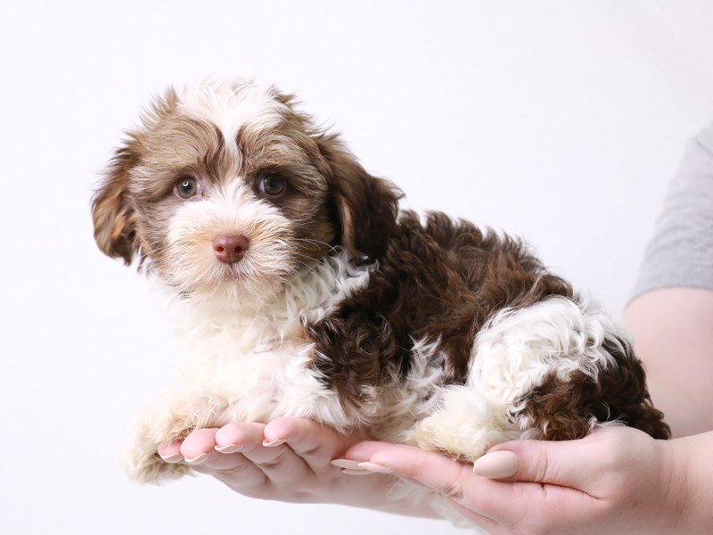 Havanese-DOG-Female-Chocolate Sabled Gold-3723710-My Next Puppy