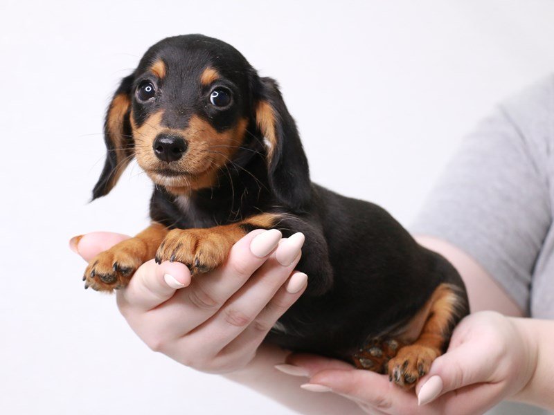 Miniature Dachshund-Female-Black / Tan-3723706-My Next Puppy