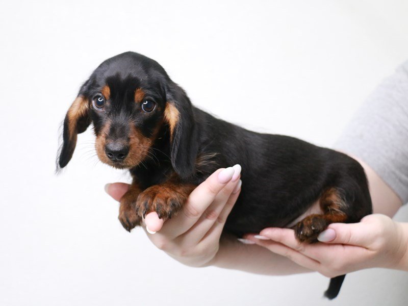 Miniature Dachshund-DOG-Male-Black / Tan-3733390-My Next Puppy