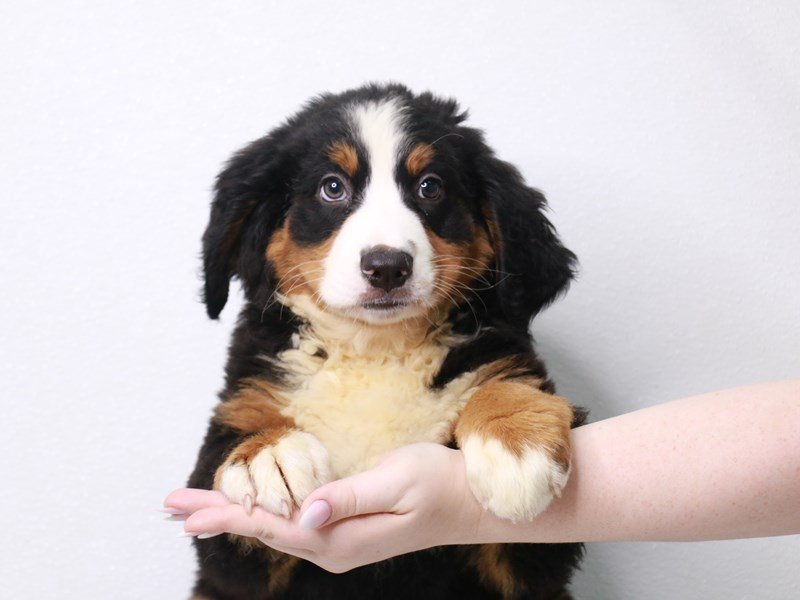 Bernese Mountain Dog-Female-Black Tan / White-3733594-My Next Puppy