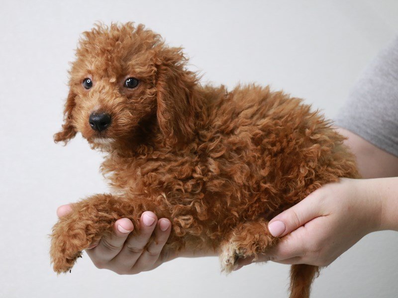 2nd Generation Mini Goldendoodle-DOG-Male-Red-3749738-My Next Puppy