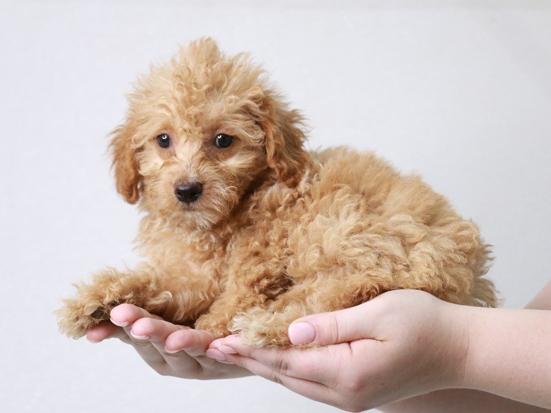 2nd Generation Mini Goldendoodle-DOG-Female-Apricot-3749736-My Next Puppy