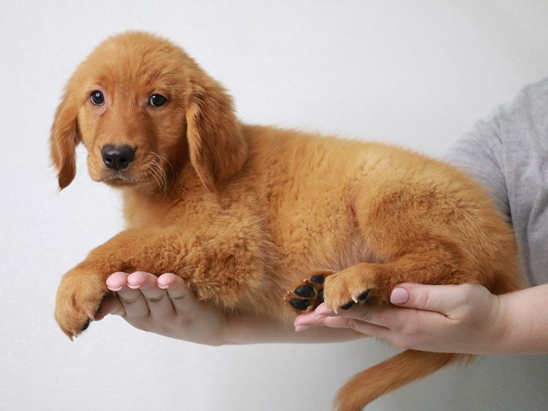 Golden Retriever-DOG-Female-Dark Golden-3749734-My Next Puppy