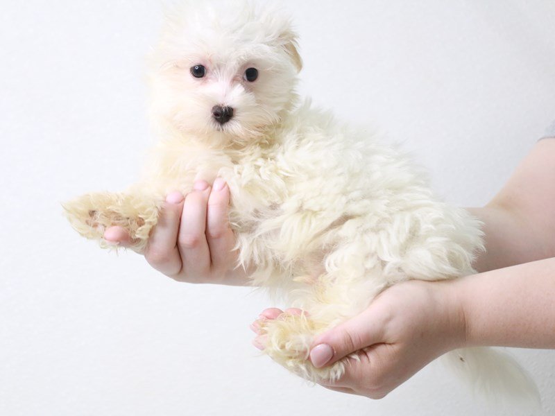 Maltese-Male-White-3757820-My Next Puppy