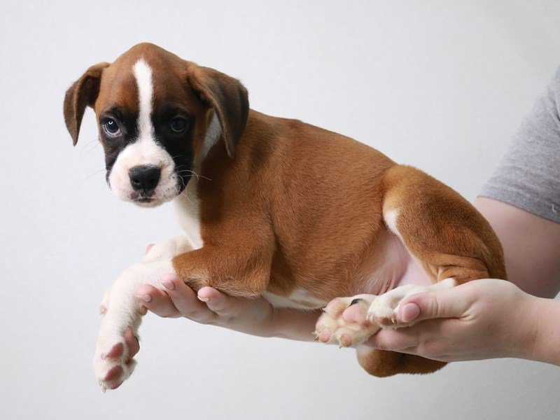Boxer-DOG-Male-Fawn-3757812-My Next Puppy