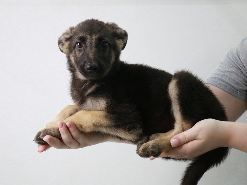 German Shepherd-DOG-Female-Black / Tan-3757813-My Next Puppy