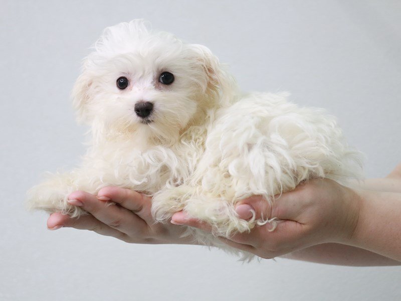 Maltese-DOG-Female-White-3757805-My Next Puppy