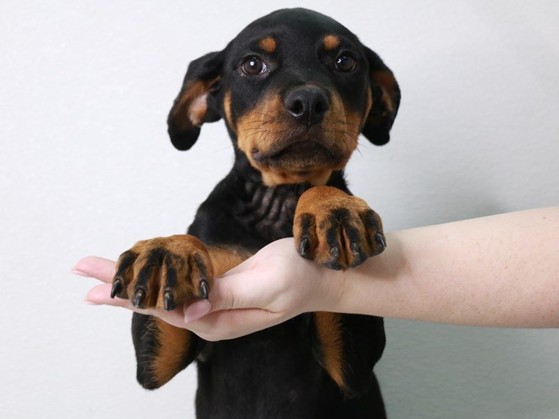Rottweiler-DOG-Male-Black / Mahogany-3776866-My Next Puppy