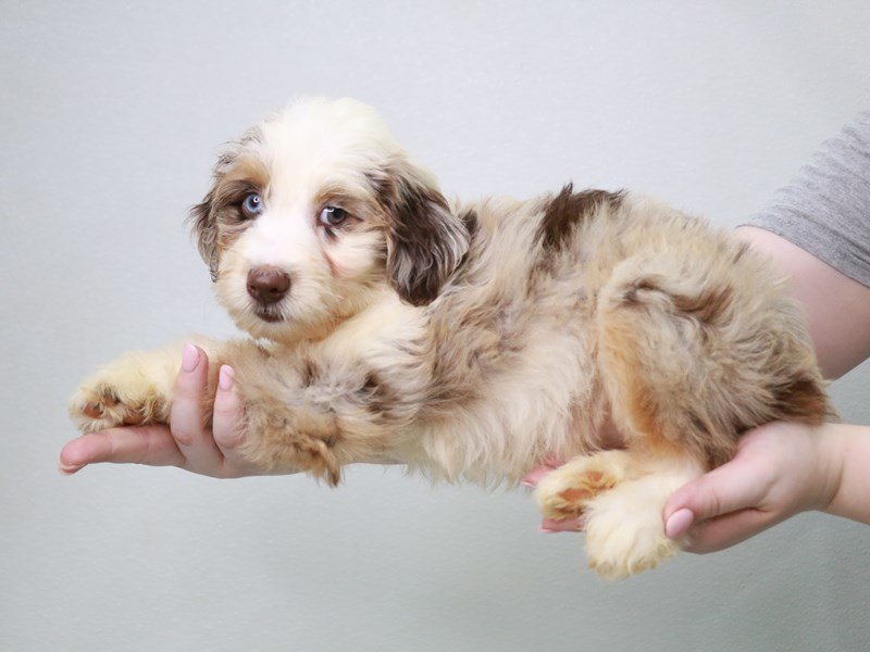 Aussiepoo-DOG-Female-Chocolate Merle-3776860-My Next Puppy