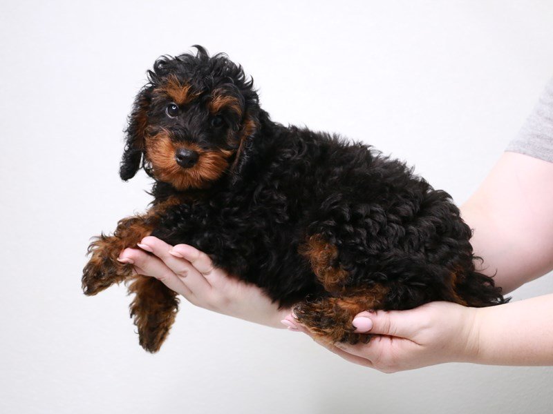 2nd Generation Mini Bernedoodle-DOG-Male-Black / Tan-3776863-My Next Puppy