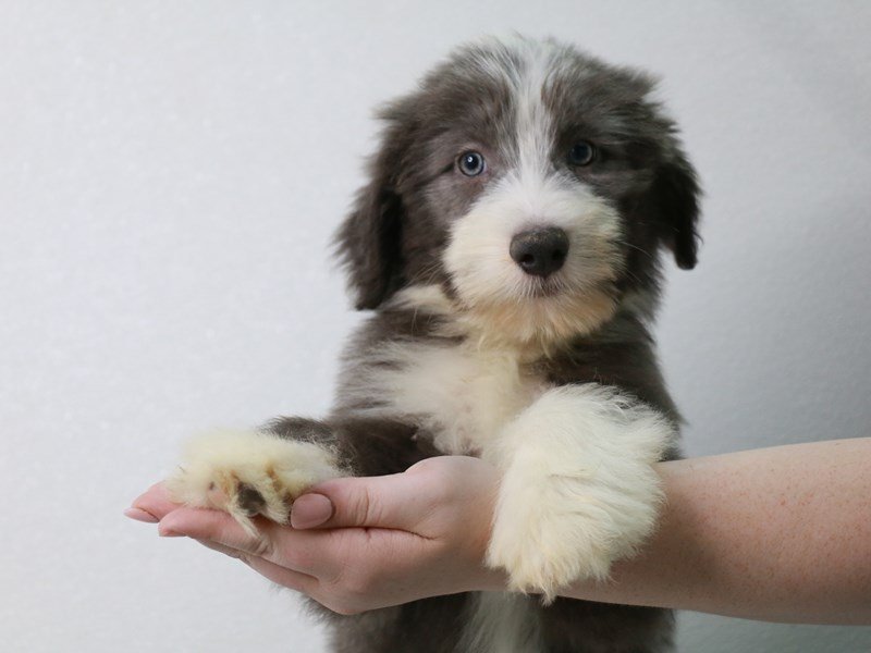Bearded Collie-DOG-Male-Blue / White-3786624-My Next Puppy