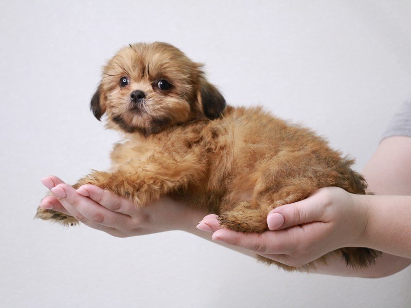 Shih Tzu-DOG-Male-Gold-3786630-My Next Puppy
