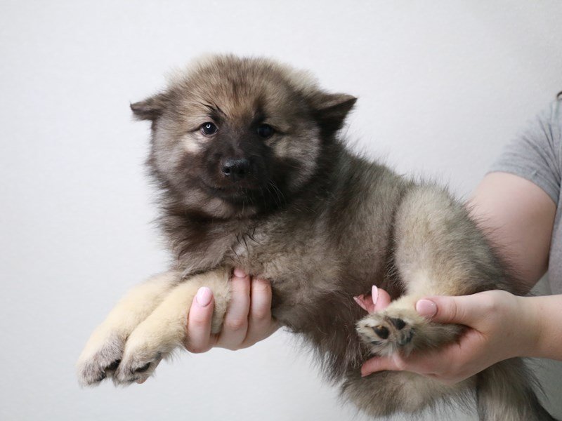 Keeshond-DOG-Female-Silver / Black-3786623-My Next Puppy
