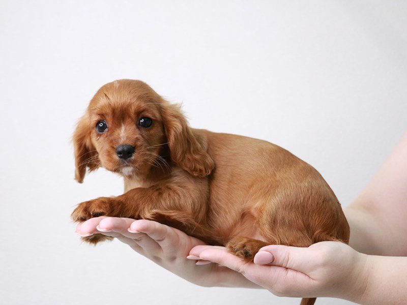 Cavalier King Charles Spaniel-Female-Ruby-3786622-My Next Puppy