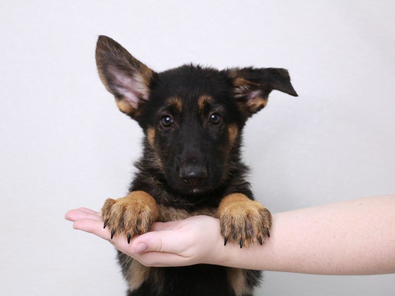 German Shepherd-Male-Black / Tan-3796936-My Next Puppy