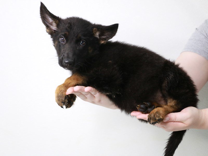 German Shepherd-Female-Black / Tan-3796935-My Next Puppy
