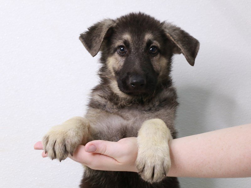 German Shepherd-Male-Black / Tan-3796926-My Next Puppy