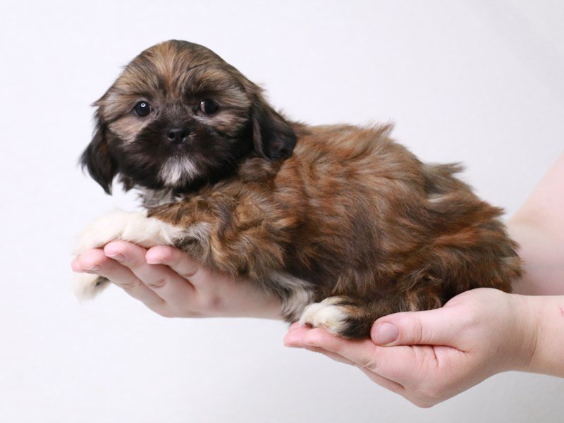Shih Tzu-DOG-Female-Red Gold-3796927-My Next Puppy