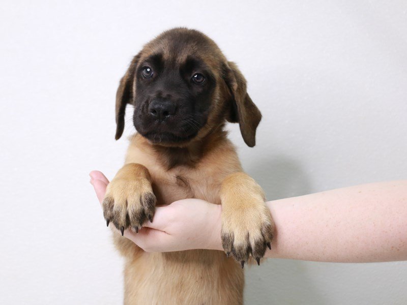 Mastiff-DOG-Female-Fawn-3796934-My Next Puppy