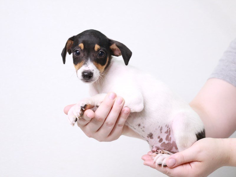 Jack Russell Terrier-DOG-Male-Black White / Tan-3796924-My Next Puppy