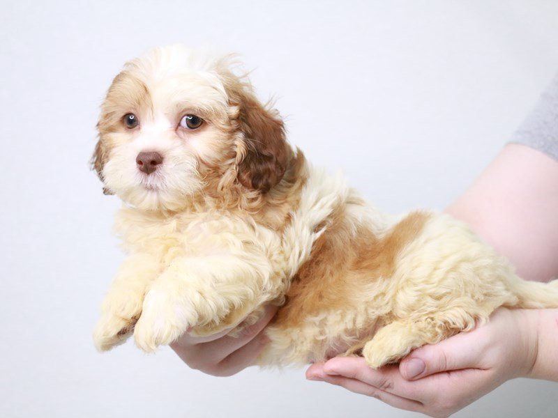 Shihpoo-Female-White, Chocolate / Tan-3796931-My Next Puppy