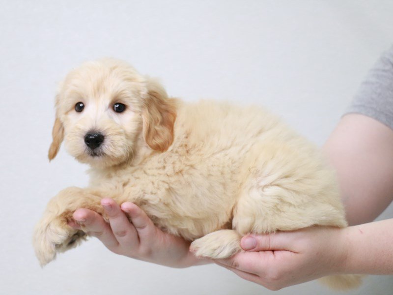 2nd Generation Mini Goldendoodle-DOG-Male-Light Golden-3796930-My Next Puppy