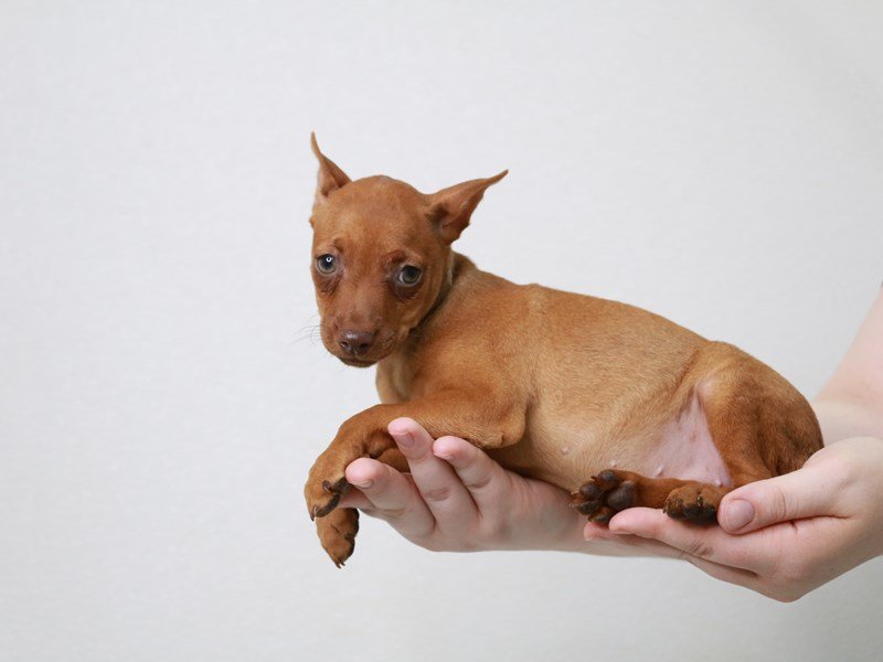 Miniature Pinscher-Female-Red-3796937-My Next Puppy