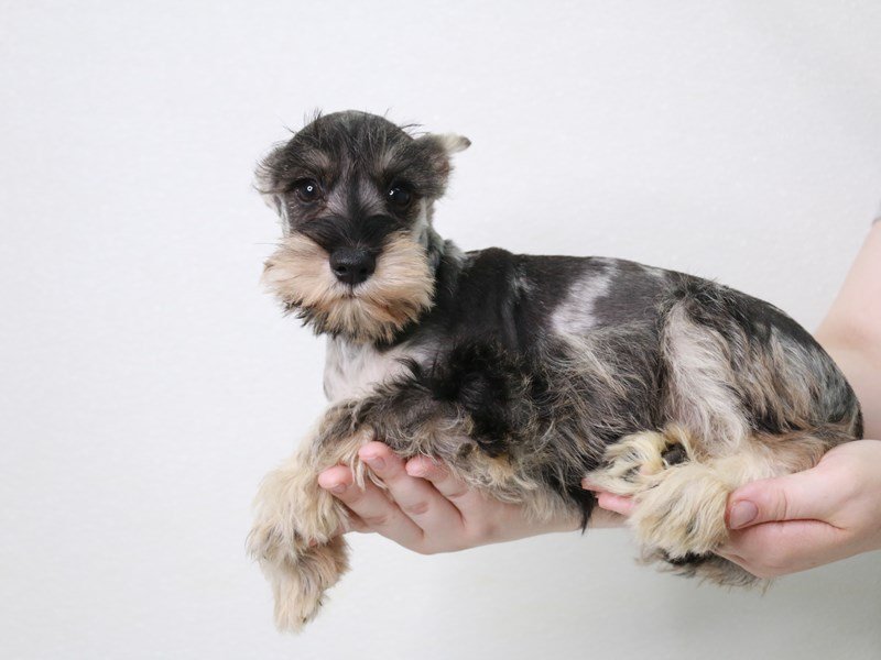 Miniature Schnauzer-Male-Sable Merle-3797004-My Next Puppy