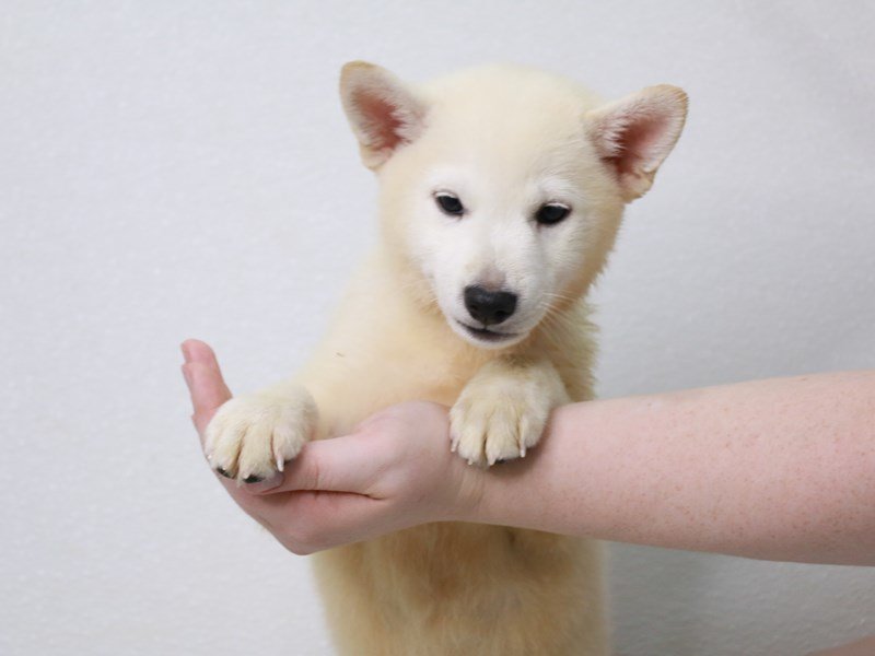 Shiba Inu-DOG-Male-Cream-3796941-My Next Puppy