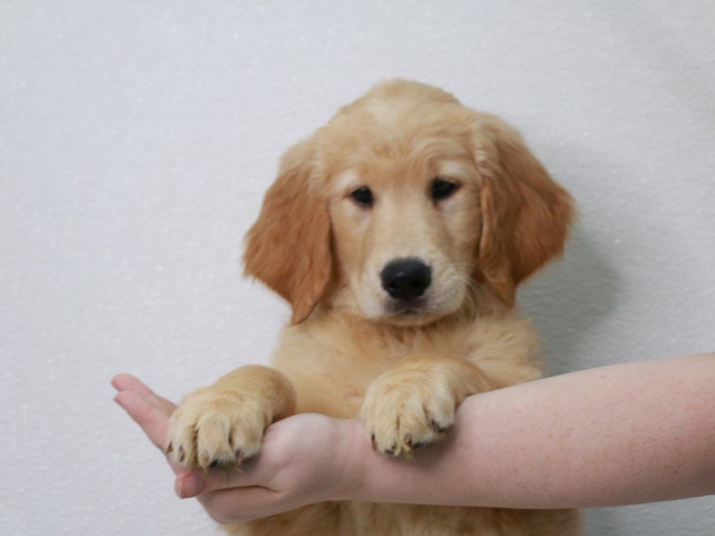 Golden Retriever-Female-Golden-3804538-My Next Puppy