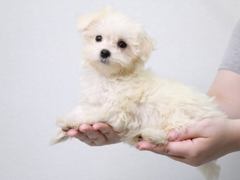 Maltese-Female-White-3804542-My Next Puppy