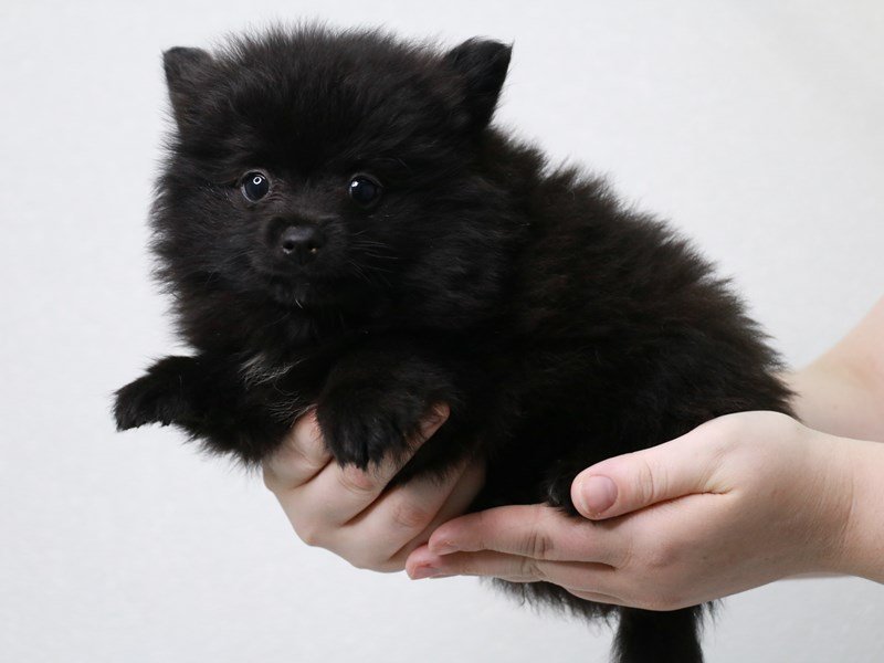 Pomeranian-Male-Black-3804539-My Next Puppy