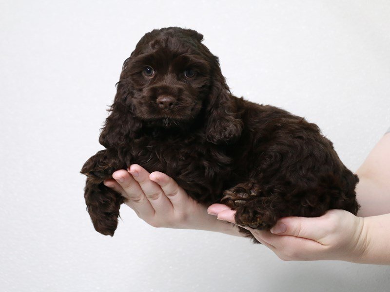 Cocker Spaniel-DOG-Male-Chocolate-3813696-My Next Puppy