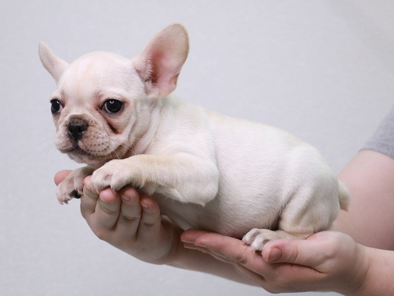 Frenchton-Female-Cream-3813691-My Next Puppy