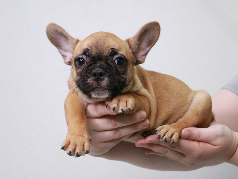 Frenchton-Male-Fawn-3813692-My Next Puppy
