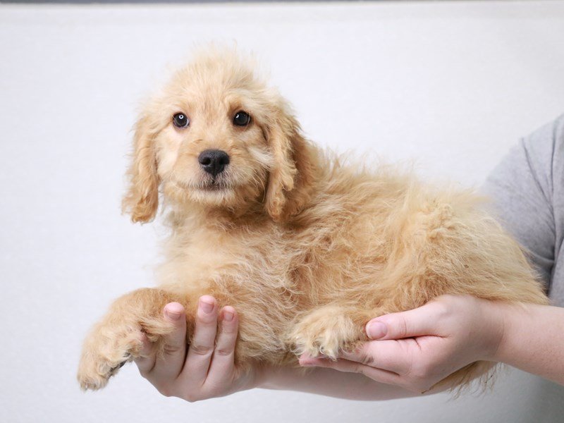 2nd Generation Mini Goldendoodle-Male-Apricot-3813698-My Next Puppy